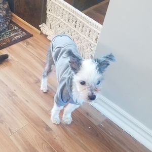Light Grey Small Breed Dog Hoody